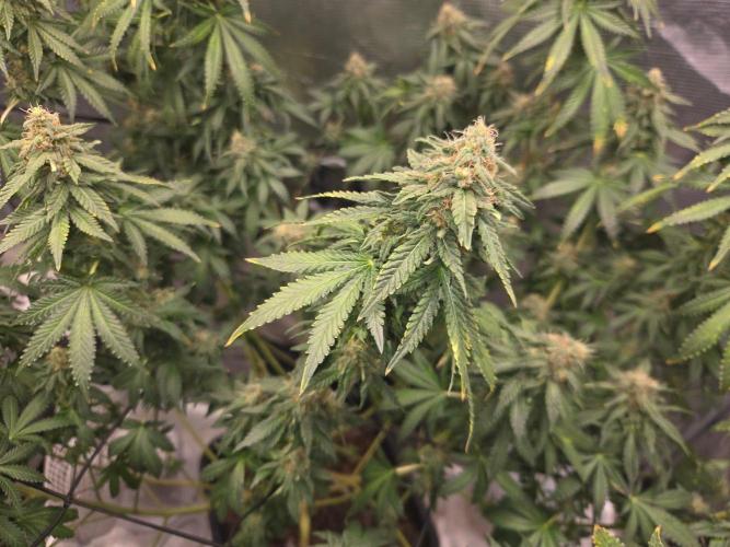 Shogun rQs #1. Week 11