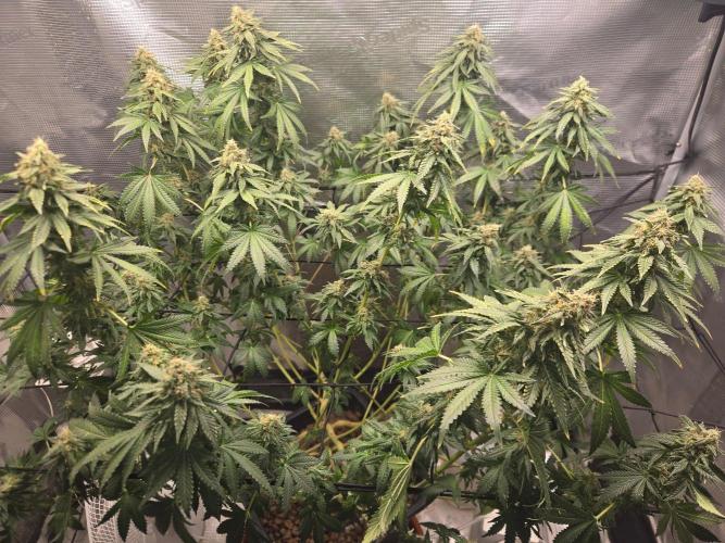 Shogun rQs #1. Week 11