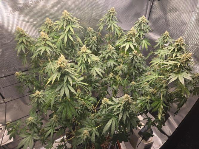 Shogun rQs #1. Week 11