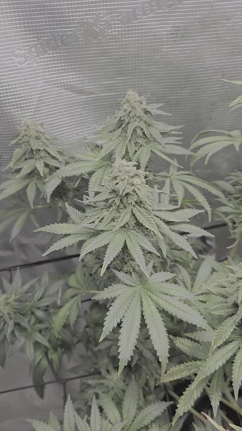 Shogun rQs #1