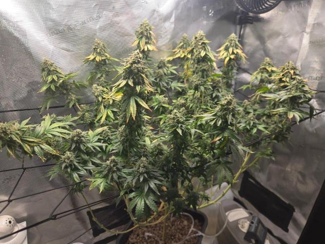Shogun rQs #1. Week 13