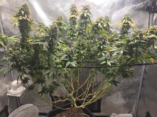 Shogun rQs #1. Week 13