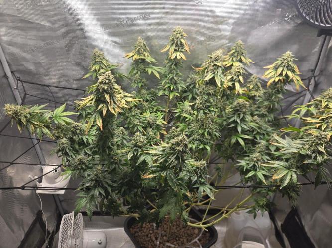 Shogun rQs #1. Week 13
