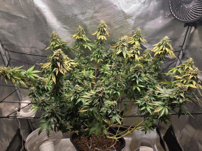 Shogun rQs #1. Week 13