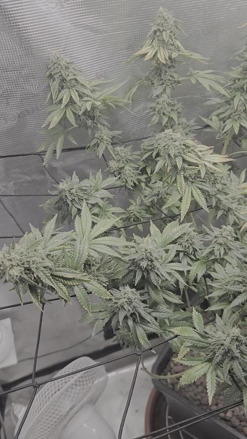 Shogun rQs #1