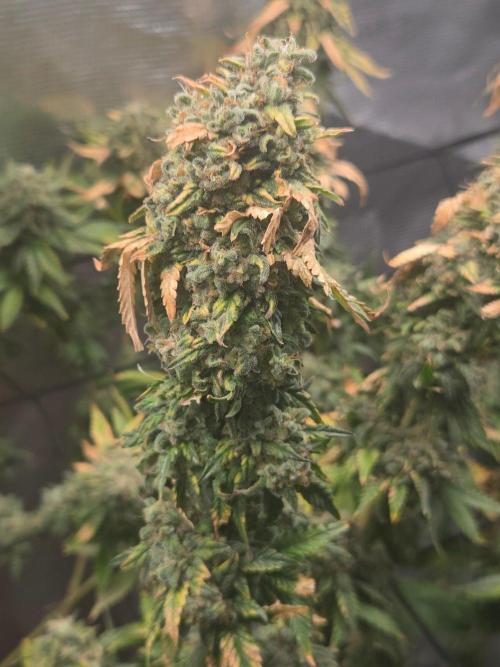 Shogun rQs #1. Week 14
