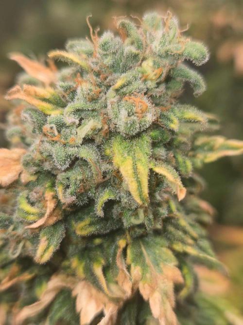 Shogun rQs #1. Week 14