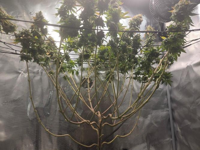 Shogun rQs #1. Week 14