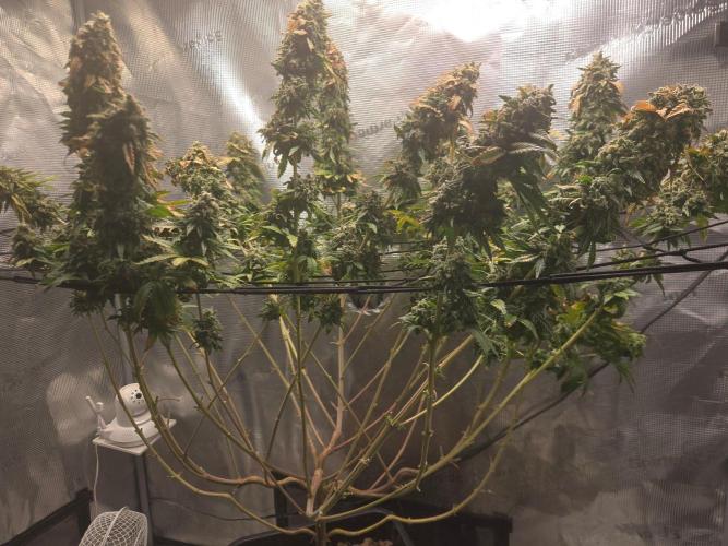 Shogun rQs #1. Week 14