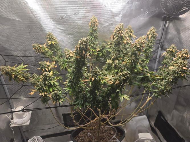 Shogun rQs #1. Week 14
