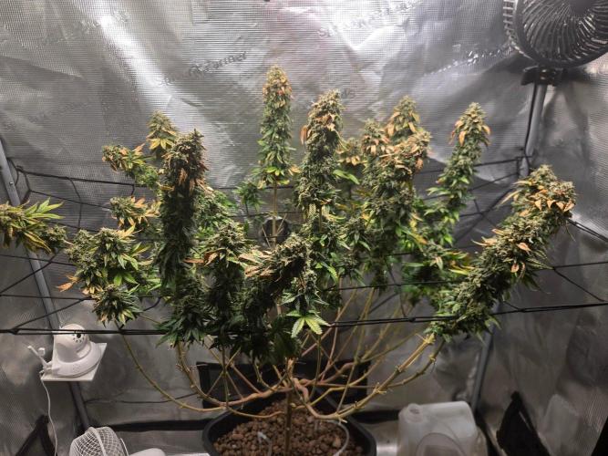 Shogun. Week 14