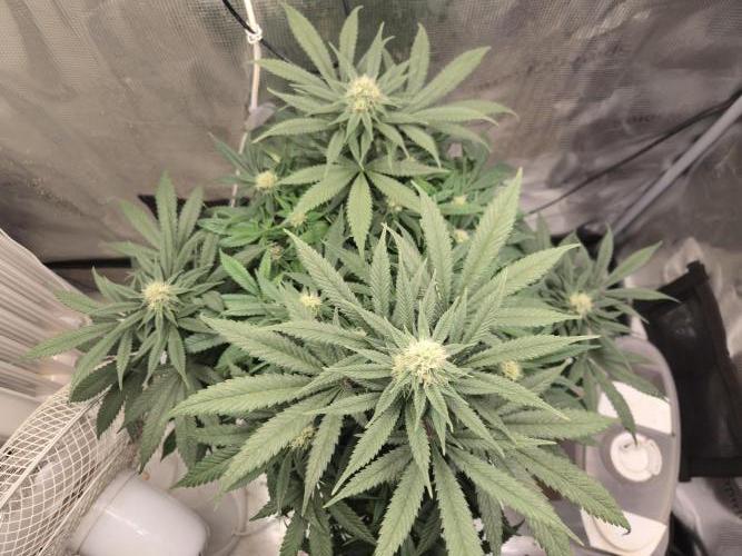 Amsterdam Amnesia Fem. Week 11