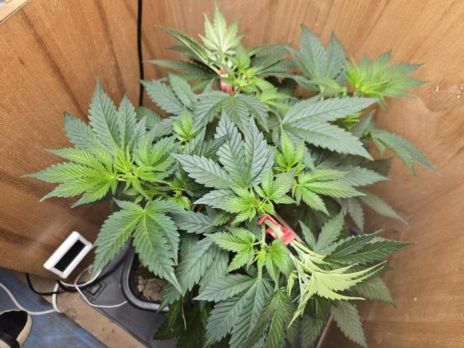 Amsterdam Amnesia FEM #2. Week 5