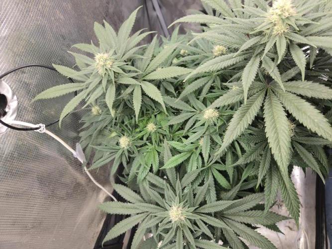 Amsterdam Amnesia Fem. Week 11