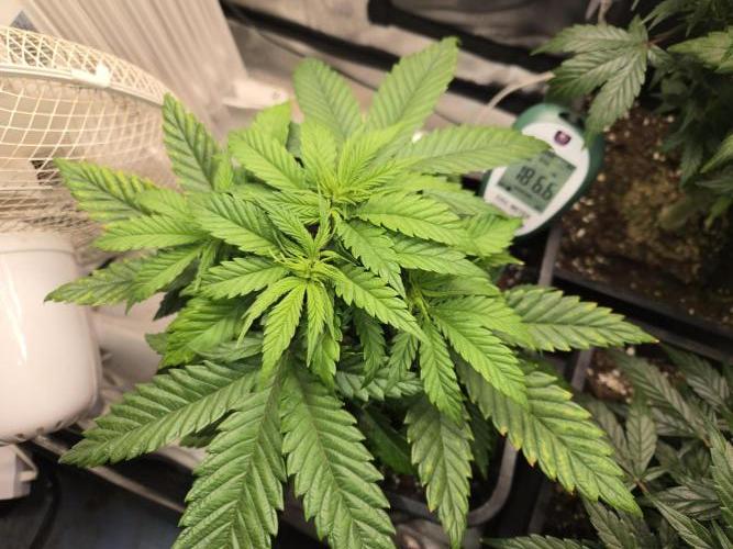 Amsterdam Amnesia Fem. Week 5