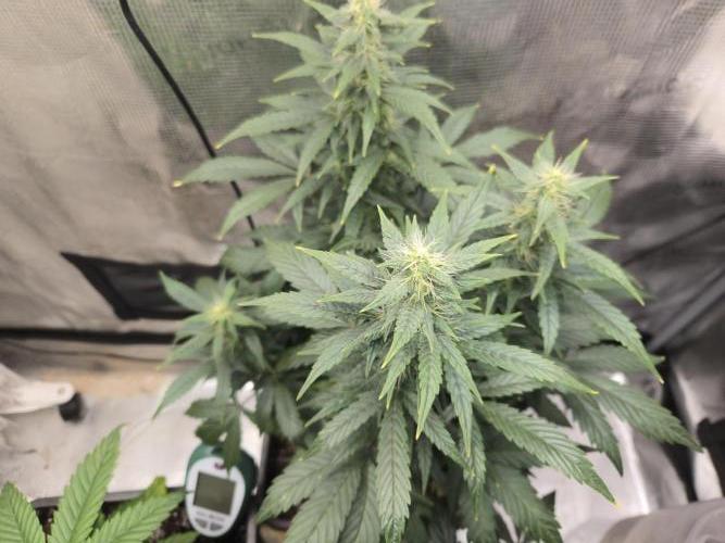 Auto Think Different. Week 7