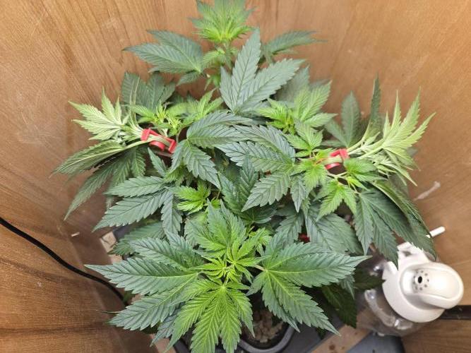 Amsterdam Amnesia FEM #2. Week 5