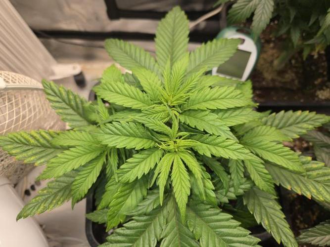 Amsterdam Amnesia Fem. Week 5