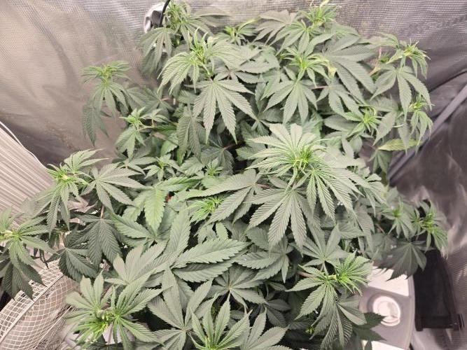 Amsterdam Amnesia FEM #2. Week 8