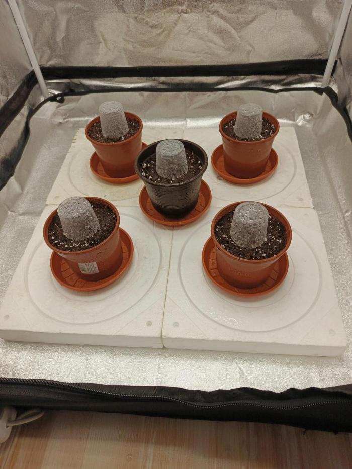 Invisible grow😎. Week 0 - 😎