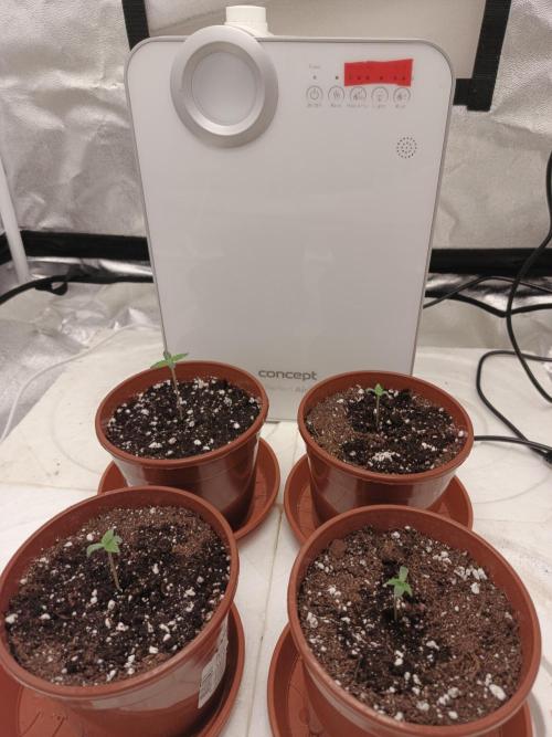 Invisible grow😎. Week 1