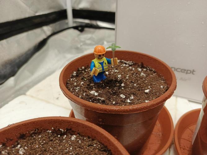 Invisible grow😎. Week 1 - Work in progress