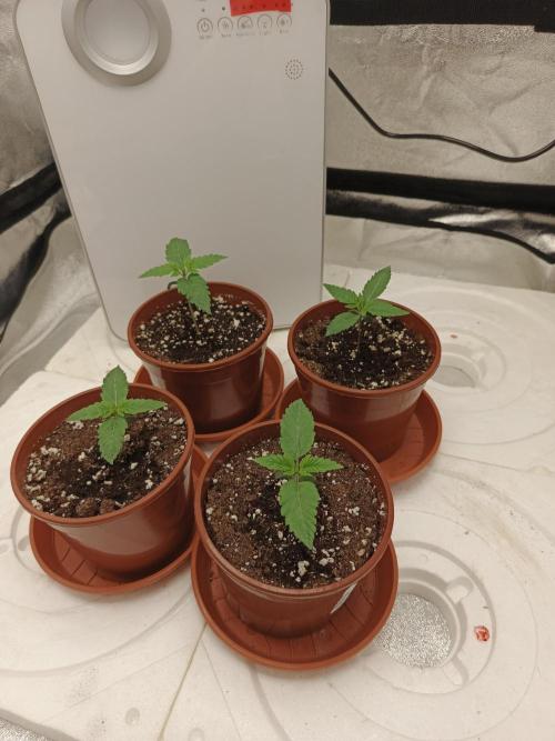 Invisible grow😎. Week 2