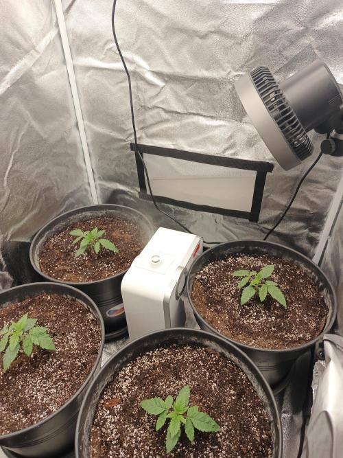 Invisible grow😎. Week 3