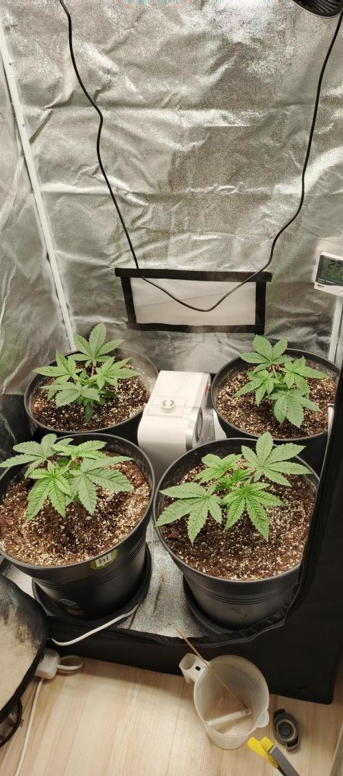 Invisible grow😎. Week 4