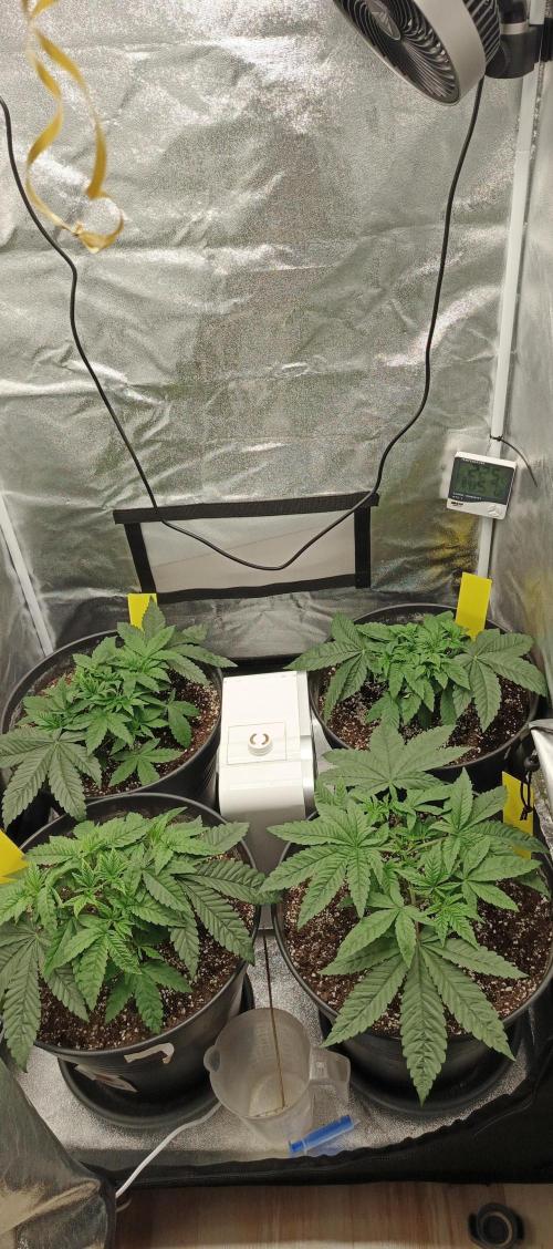 Invisible grow😎. Week 5