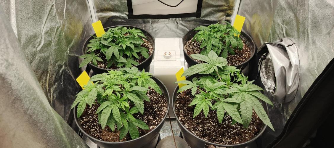 Invisible grow😎. Week 5