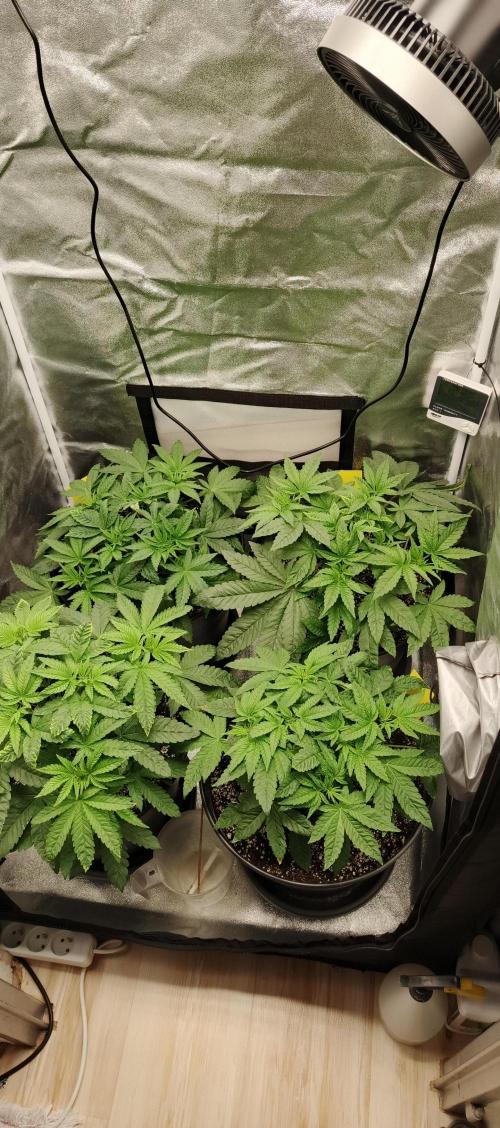 Invisible grow😎. Week 6