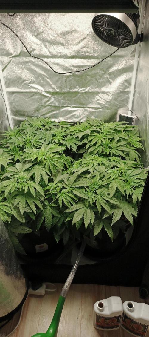 Invisible grow😎. Week 6