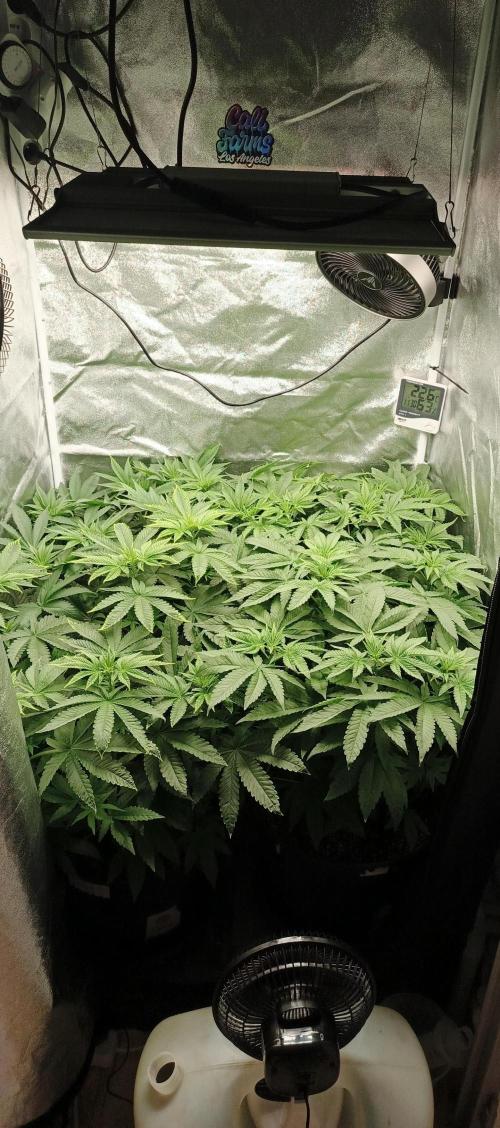 Invisible grow😎. Week 7