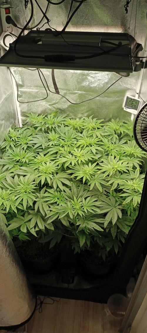 Invisible grow😎. Week 7