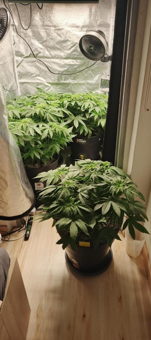 Invisible grow😎. Week 7