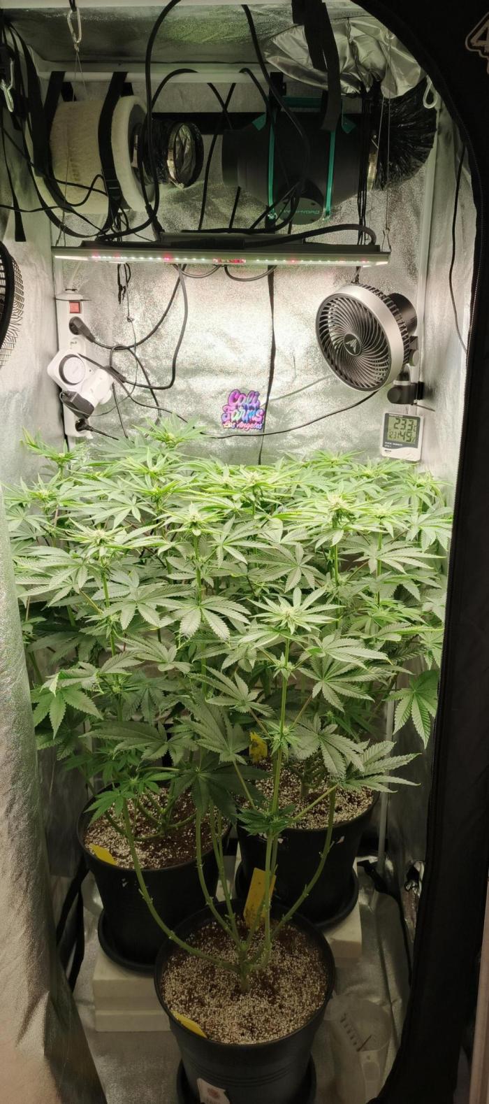 Invisible grow😎. Week 8