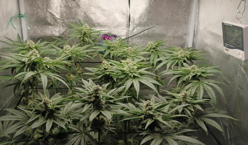 Invisible grow😎. Week 10