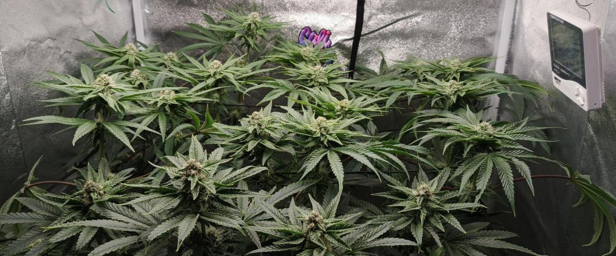 Invisible grow😎. Week 10