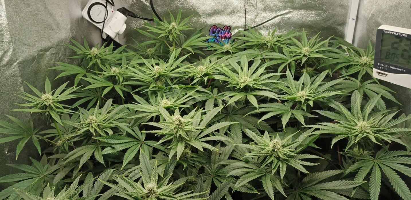 Invisible grow😎. Week 9