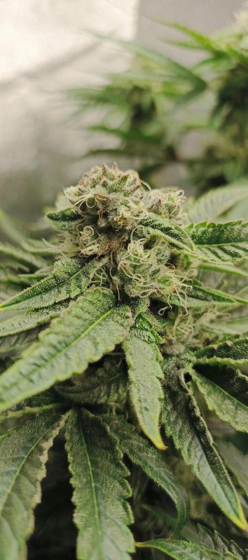 Invisible grow😎. Week 11