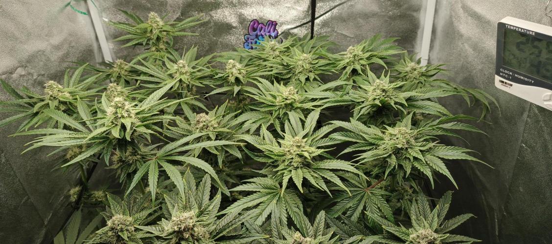 Invisible grow😎. Week 11