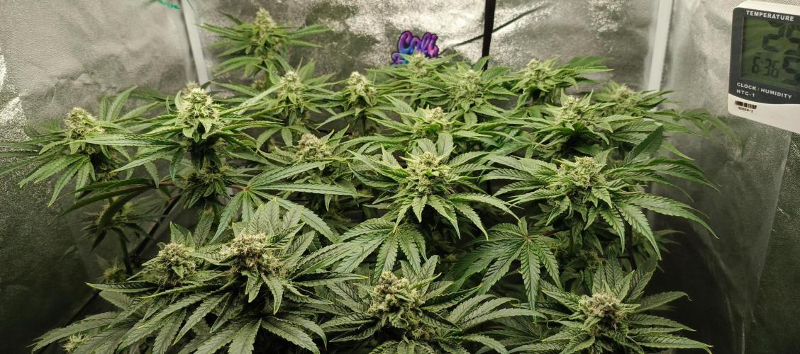 Invisible grow😎. Week 11