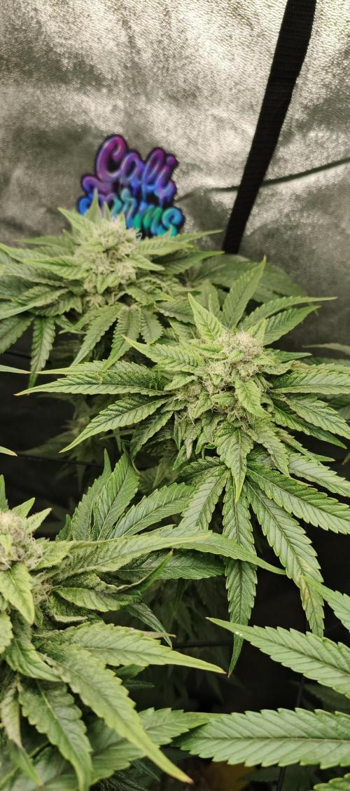 Invisible grow😎. Week 11