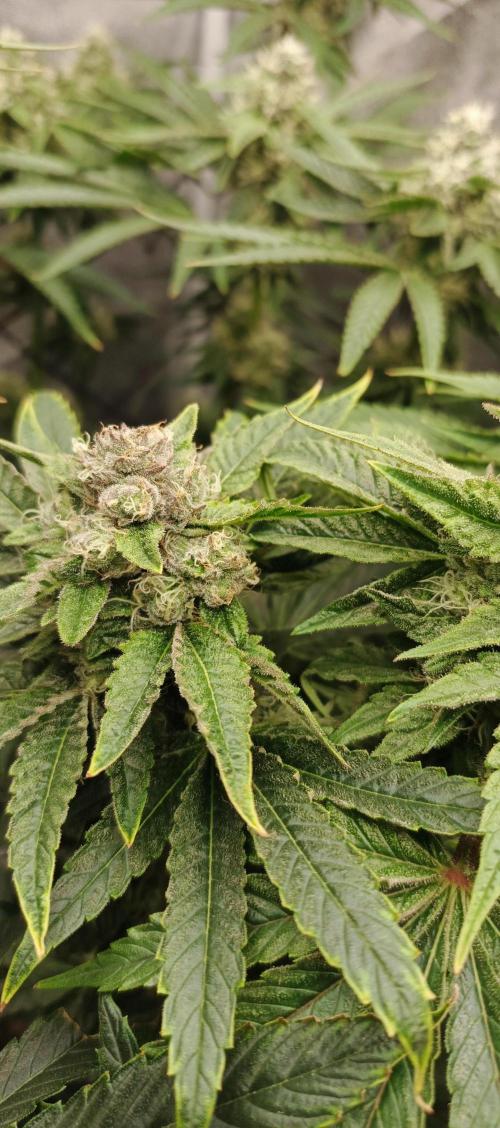 Invisible grow😎. Week 11