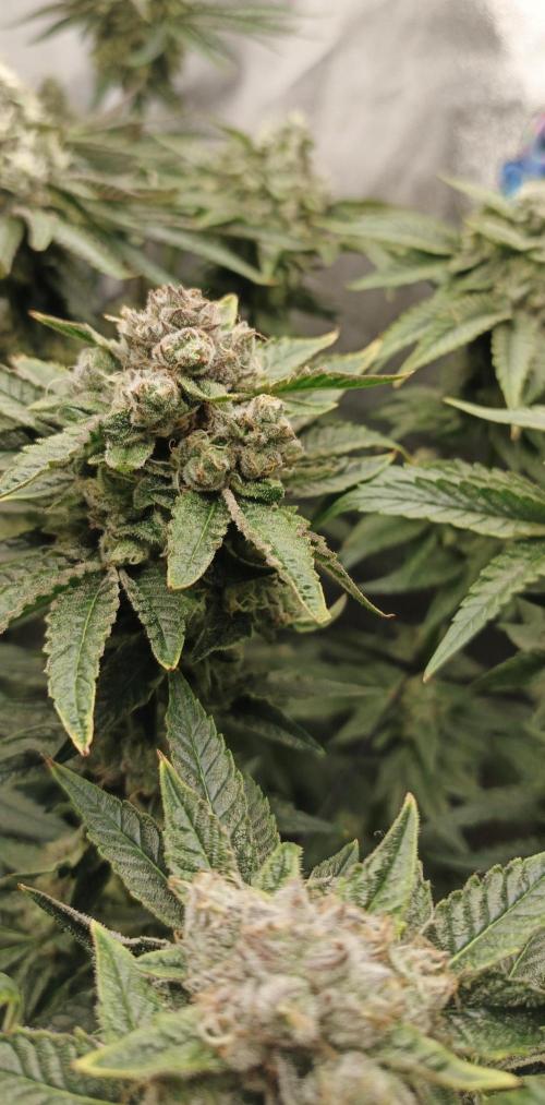 Invisible grow😎. Week 12