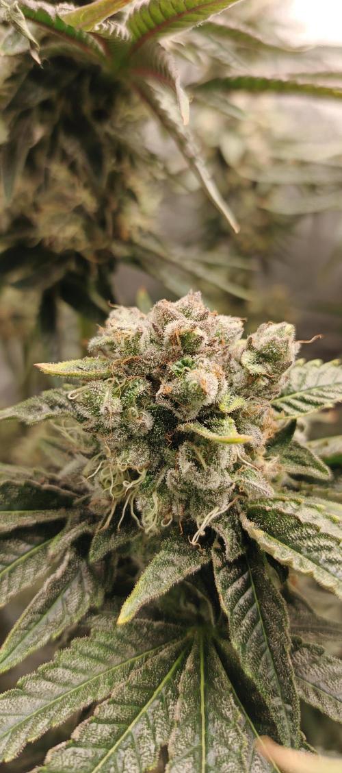 Invisible grow😎. Week 12