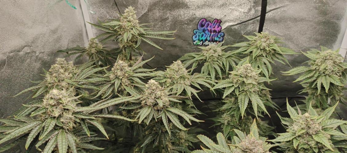 Invisible grow😎. Week 12