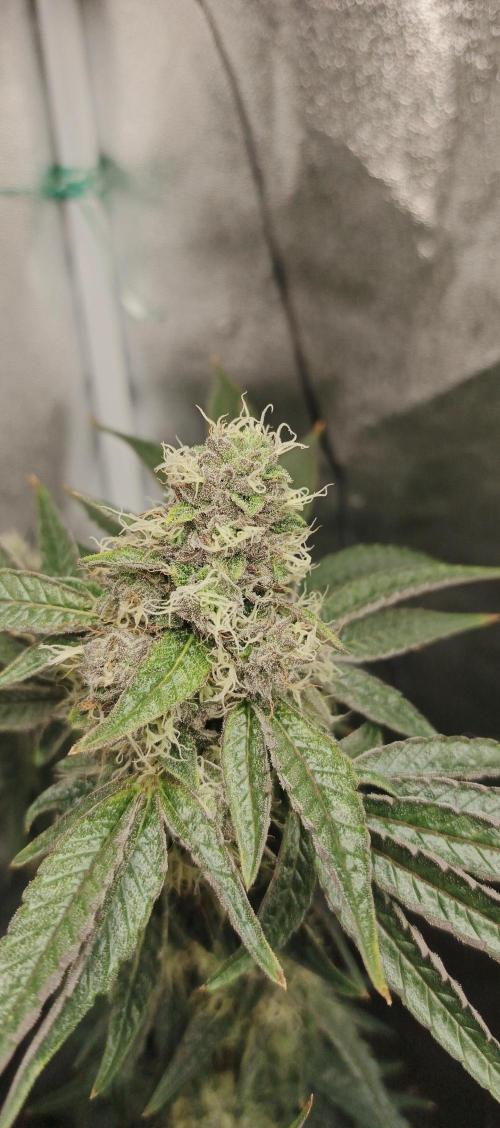 Invisible grow😎. Week 12