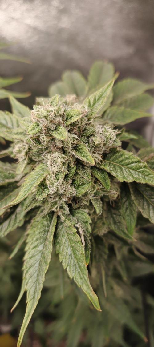 Invisible grow😎. Week 12